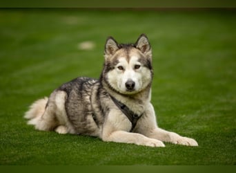 Wapaj - liebevoller, geduldiger Familienhund - Tierhilfe Franken e.V.