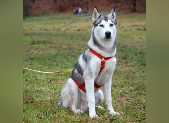 Bon - verspielter, kluger Junghund - Tierhilfe Franken e.V.