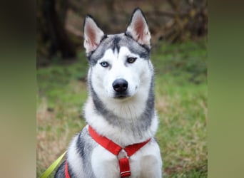 Bon - verspielter, kluger Junghund - Tierhilfe Franken e.V.