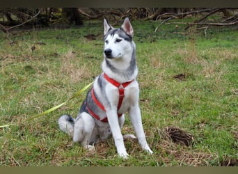 Bon - verspielter, kluger Junghund - Tierhilfe Franken e.V.