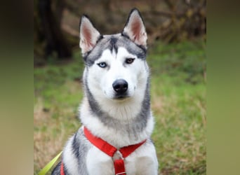 Bon - verspielter, kluger Junghund - Tierhilfe Franken e.V.