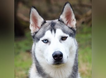 Bon - verspielter, kluger Junghund - Tierhilfe Franken e.V.