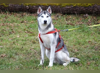 Bon - verspielter, kluger Junghund - Tierhilfe Franken e.V.