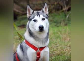 Bon - verspielter, kluger Junghund - Tierhilfe Franken e.V.
