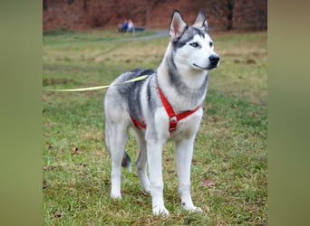 Bon - verspielter, kluger Junghund - Tierhilfe Franken e.V.