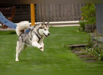 Wapaj - liebevoller, geduldiger Familienhund - Tierhilfe Franken e.V.