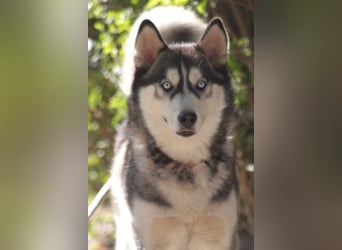 Bonnie - menschenbezogene und verschmuste Husky Hündin