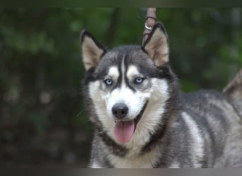 Bonnie - menschenbezogene und verschmuste Husky Hündin