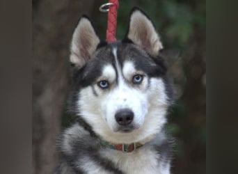 Oreon - toller Husky Rüde der lange Spaziergänge liebt