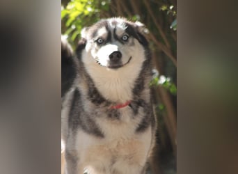 Bonnie - menschenbezogene und verschmuste Husky Hündin