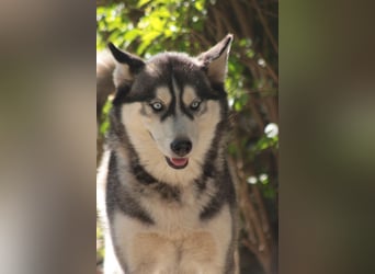 Bonnie - menschenbezogene und verschmuste Husky Hündin