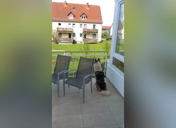 Venom junger Husky Rüde sucht ein Zuhause