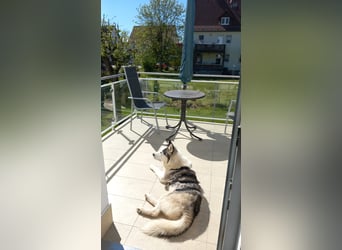 Venom junger Husky Rüde sucht ein Zuhause