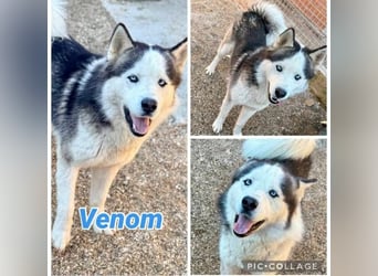 Venom junger Husky Rüde sucht ein Zuhause