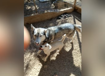 Andaloya eine zauberhafte Husky Hündin