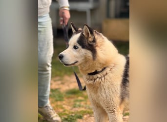 Venom junger Husky Rüde sucht ein Zuhause