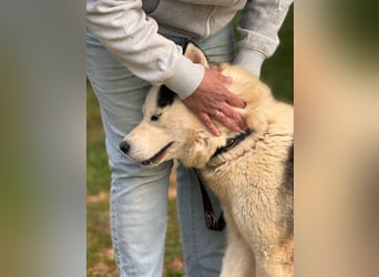 Venom junger Husky Rüde sucht ein Zuhause