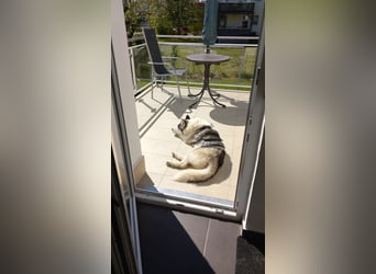 Venom junger Husky Rüde sucht ein Zuhause