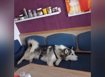 Venom junger Husky Rüde sucht ein Zuhause