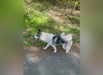 Venom junger Husky Rüde sucht ein Zuhause