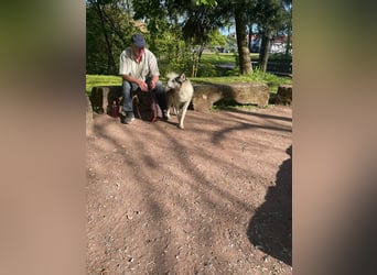 Venom junger Husky Rüde sucht ein Zuhause