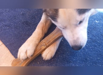 Venom junger Husky Rüde sucht ein Zuhause