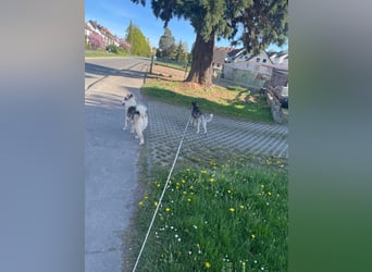 Venom junger Husky Rüde sucht ein Zuhause