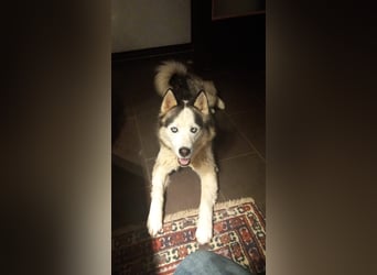 Venom junger Husky Rüde sucht ein Zuhause