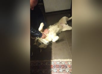 Venom junger Husky Rüde sucht ein Zuhause