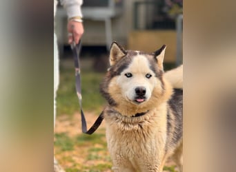 Venom junger Husky Rüde sucht ein Zuhause