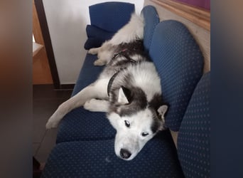 Venom junger Husky Rüde sucht ein Zuhause
