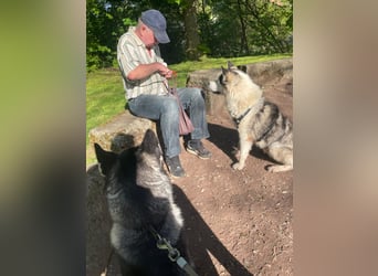 Venom junger Husky Rüde sucht ein Zuhause