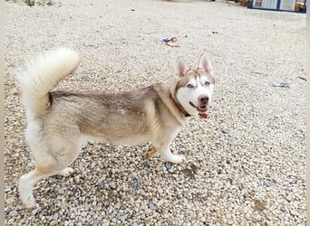 Shiva, sucht ein sportliches Zuhause