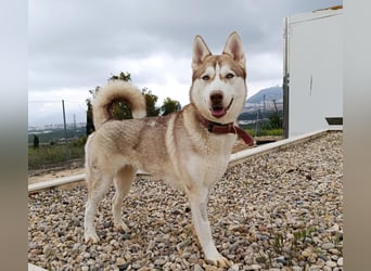 Shiva, sucht ein sportliches Zuhause