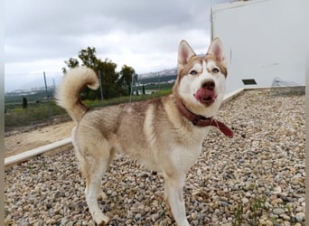 Shiva, sucht ein sportliches Zuhause