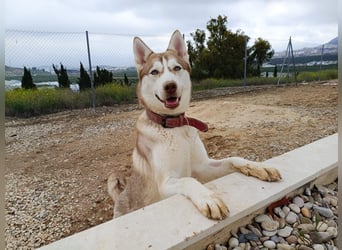 Shiva, sucht ein sportliches Zuhause