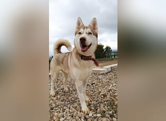 Shiva, sucht ein sportliches Zuhause