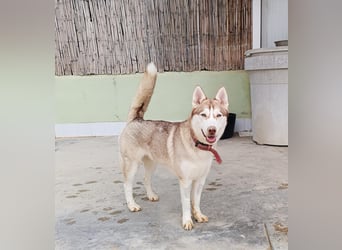 Shiva, sucht ein sportliches Zuhause