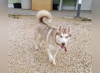 Shiva, sucht ein sportliches Zuhause