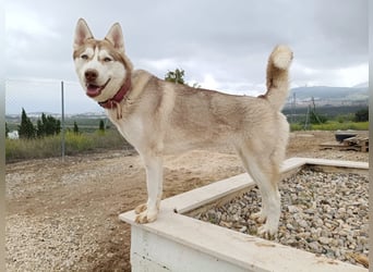 Shiva, sucht ein sportliches Zuhause