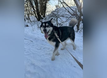 Diego, Sibirian Husky Rüde geb.2017