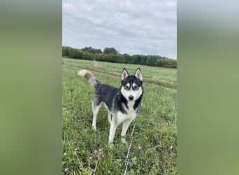 Sky, fröhlicher Sibirian Husky Rüde geb. 2024