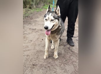 Mylo, Sibirian Husky mit viel Potential geb. 01/2025