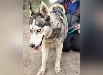 Mylo, Sibirian Husky mit viel Potential geb. 01/2025