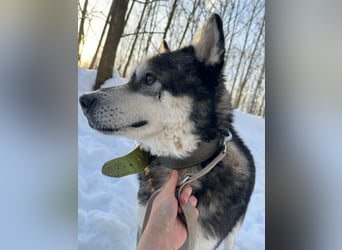 Diego, Sibirian Husky Rüde geb.2017