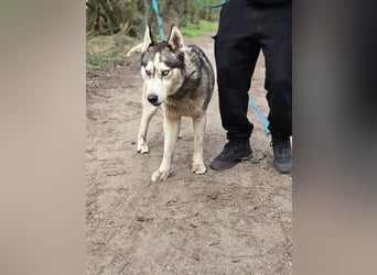 Mylo, Sibirian Husky mit viel Potential geb. 01/2025