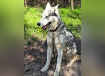 Shrei, menschenbezogener Sibirian Husky geb. 11/2020
