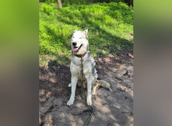 Shrei, menschenbezogener Sibirian Husky geb. 11/2020