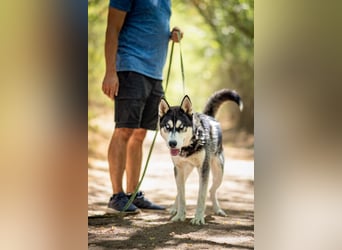 Strom, bildhübscher Sibirian Husky Junghund geb. 10/2025