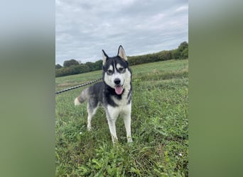 Sky, fröhlicher Sibirian Husky Rüde geb. 2024